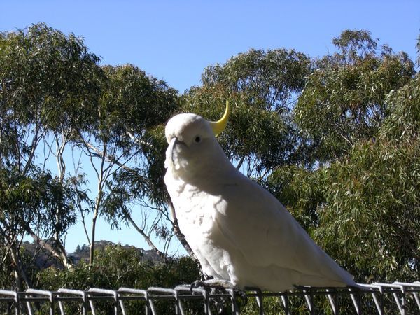 Wild sulphur-crested cockatoo