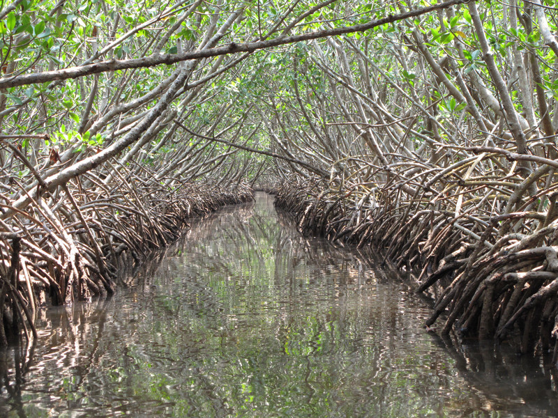 Entering the mangrove tunnel