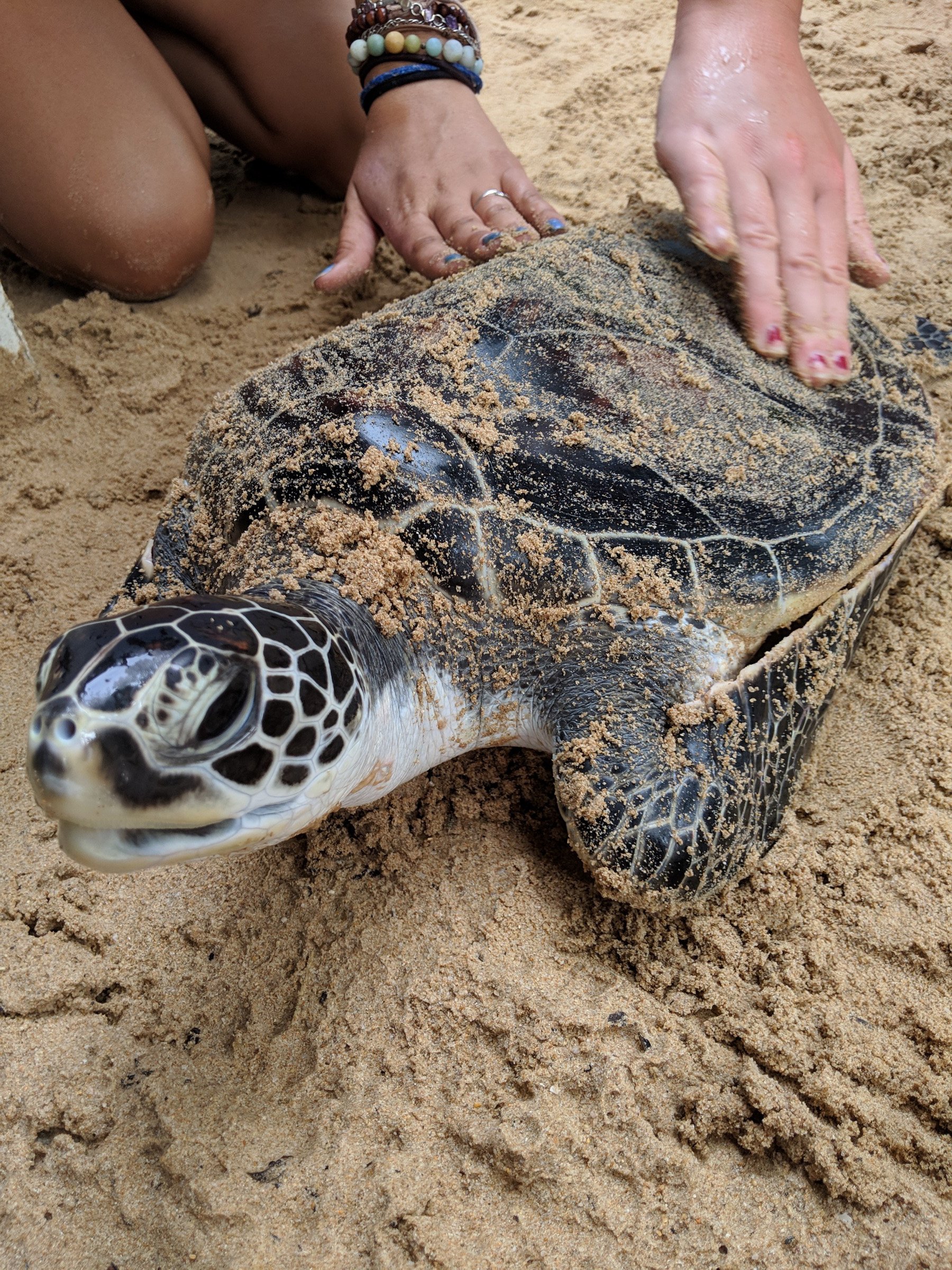 cleaning-the-turtle-shells-photo