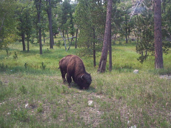Maverick Buffalo