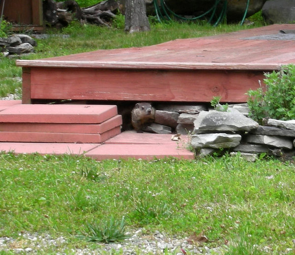 Groundhog in the Catskills