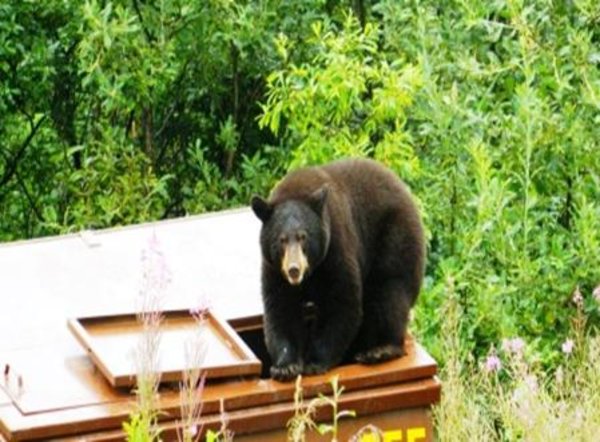 Dumpster Diver