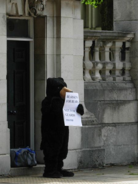Bear Protest