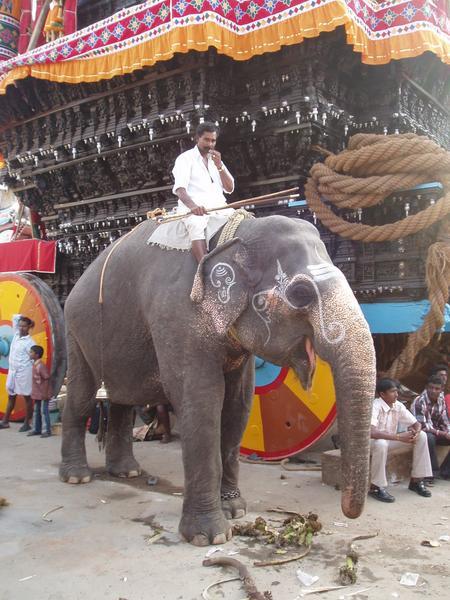 Blessed by the Elephant at Suchindram Temple