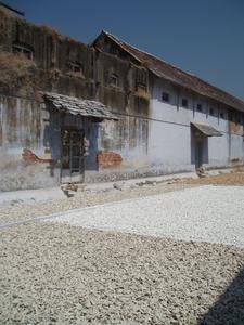 Ginger drying in the sun at Fort Cochin
