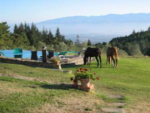 Horses by the Pool