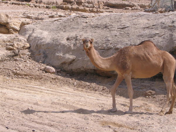Camel at the Wadi Village