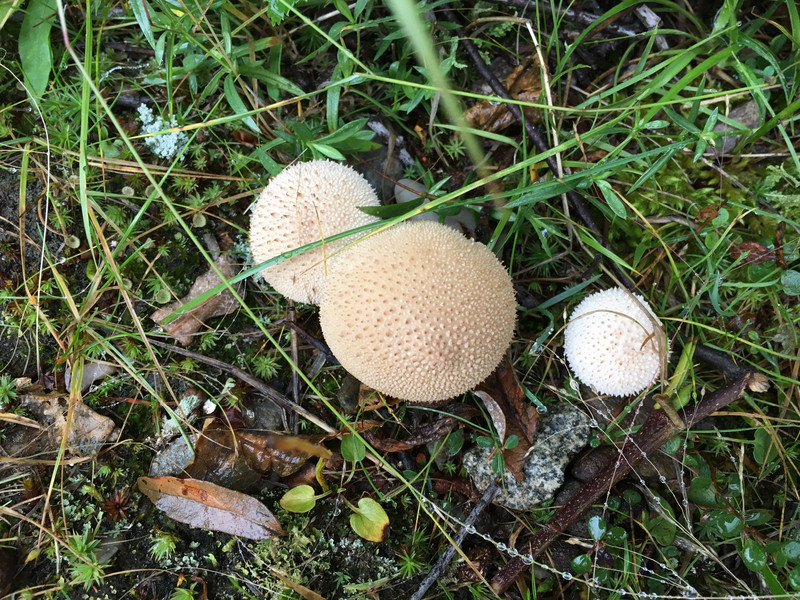 Button mushroom ?