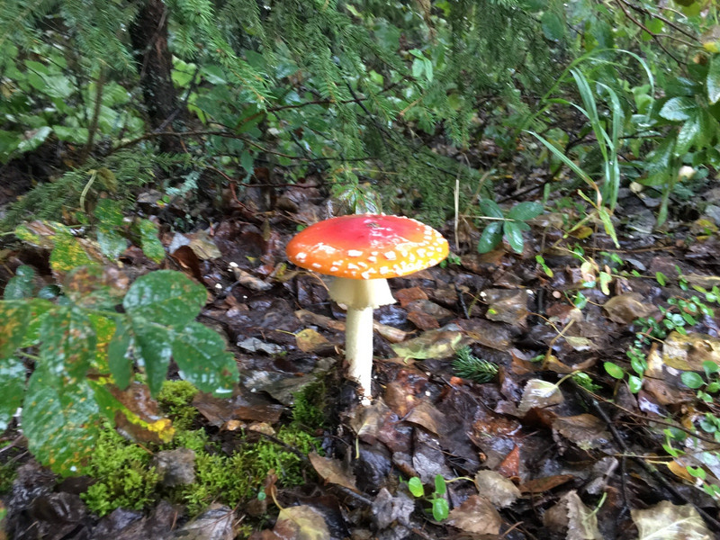 mushroom at campground 