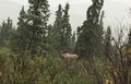 Moose at Denali