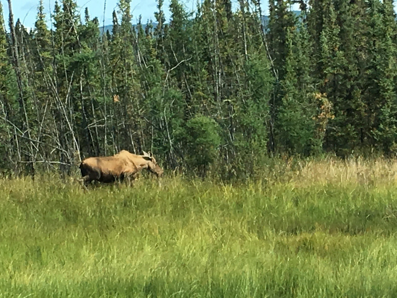 Moose in the wild