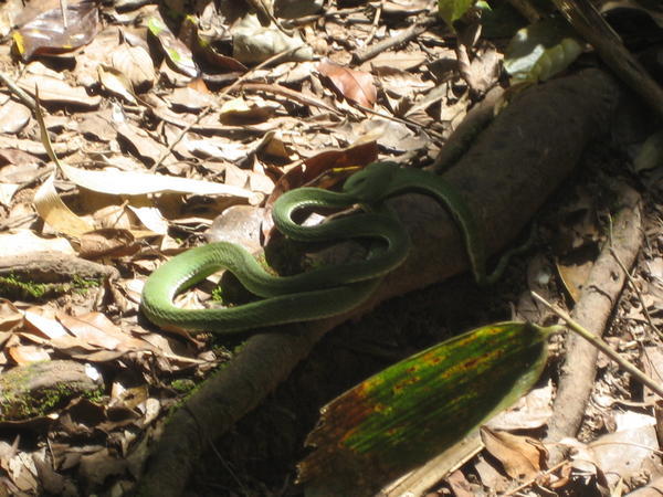 Snake on the Trail