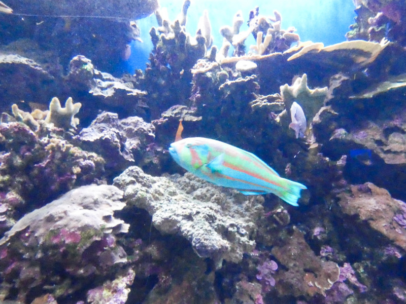Another colorful fish