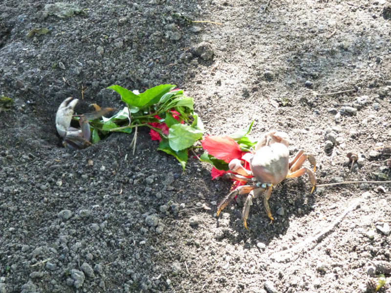 Land Crabs fighting over breakfast