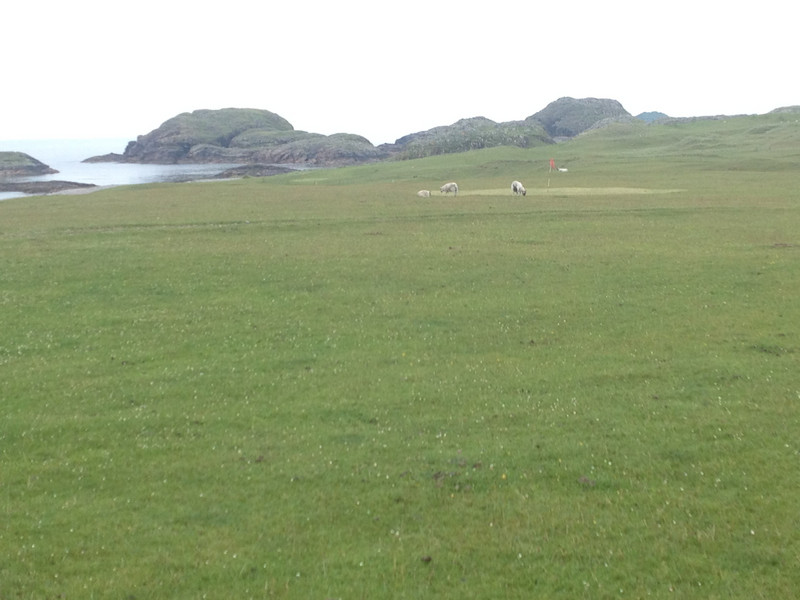 golf course and grazing land on Iona
