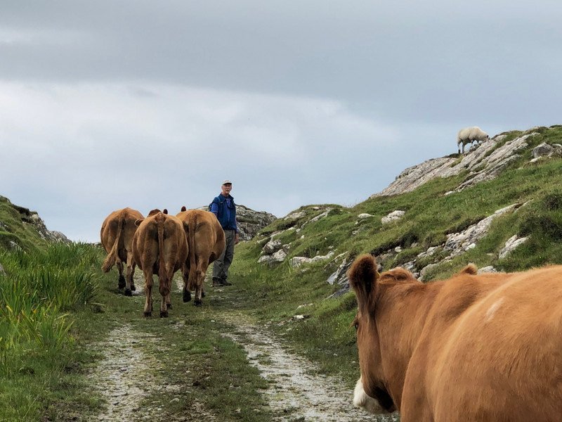 hiking with cows on Iona