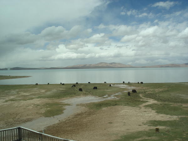 Highest Altitude Lake in Tibet, and  YAKs