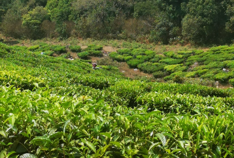 A tea plantation with some tea pickers in the background (if you look carfully)