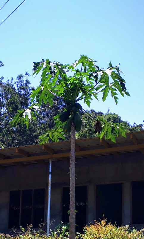 Papaya tree and fruit