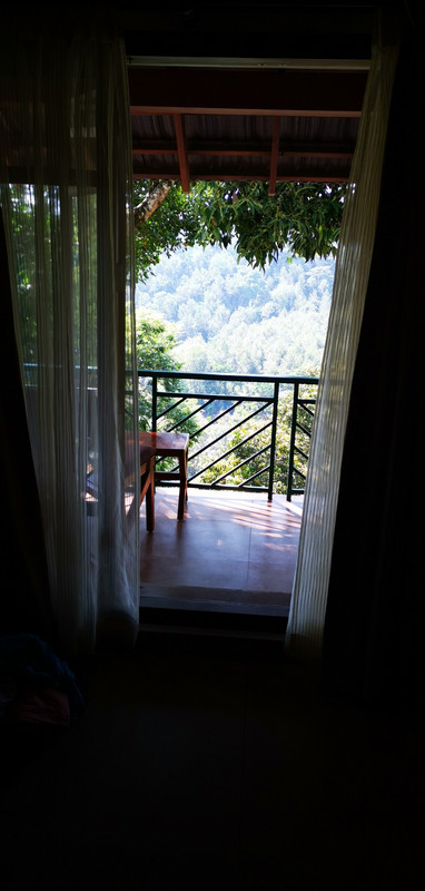 Forest Canopy Hotel Room View