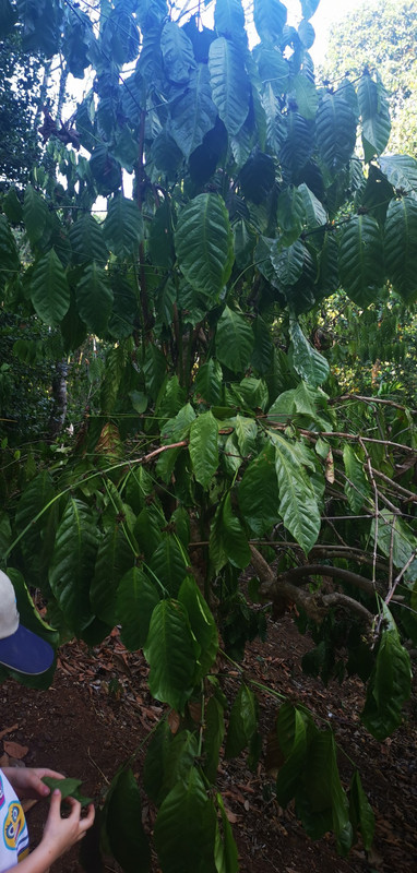 Arabica Coffee Tree