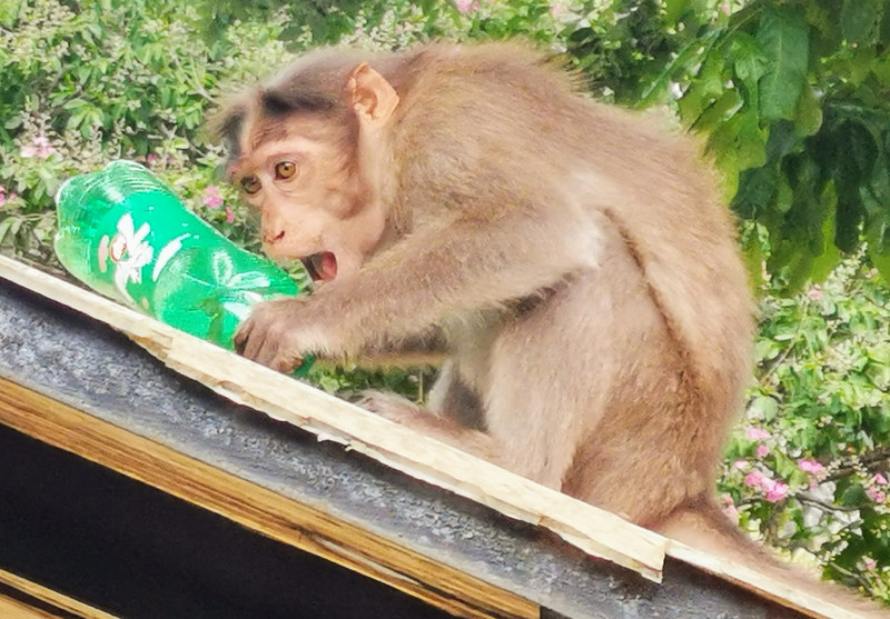 Thieving macaque monkey