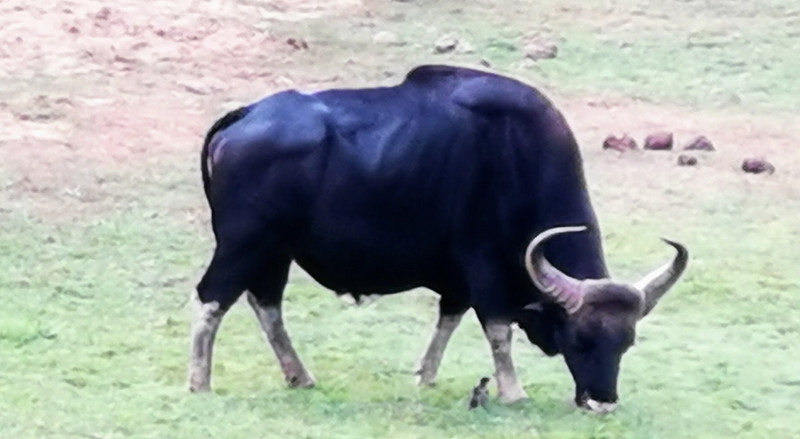 A Gaur or Indian Bison grazing on the plains of Periyar