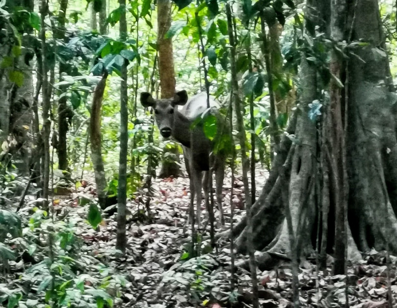 Sambar Deer checking us out