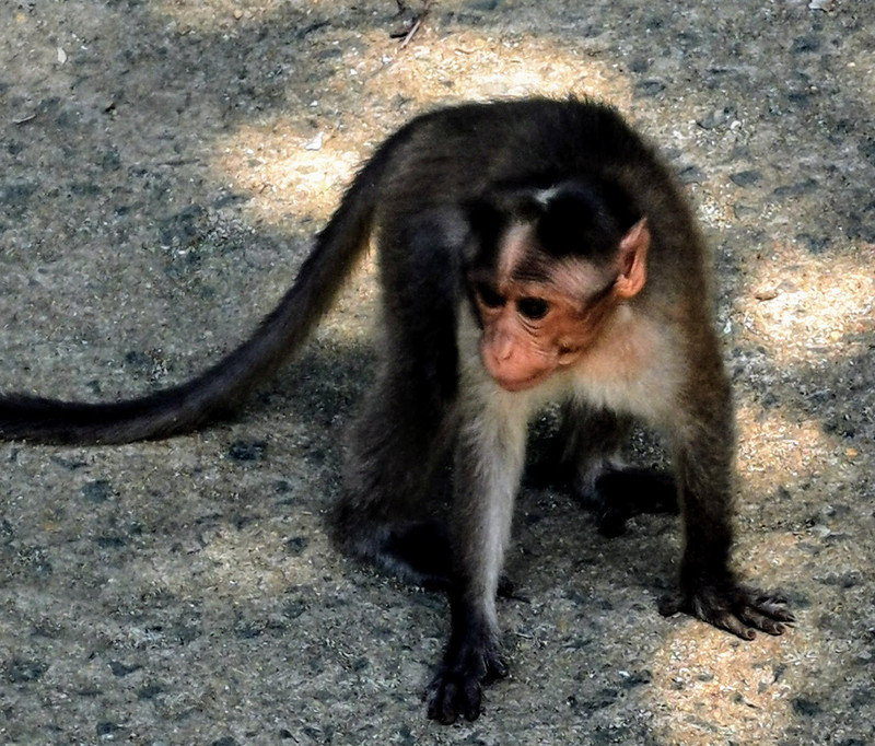 The thieving macaque again