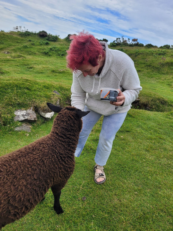 Feeding lambs