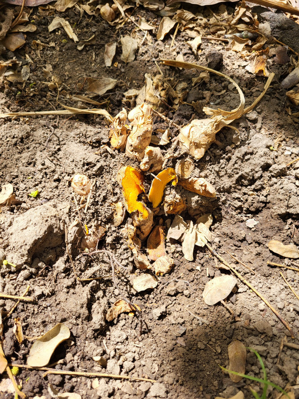 Turmeric in the ground