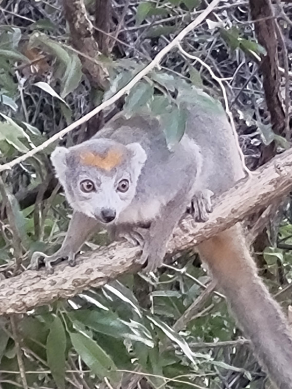 Another Lemur!