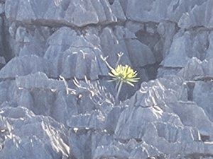 A solitary plant in some grey Tsingy