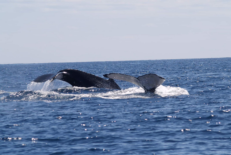 Absolutely stunning humpback whales