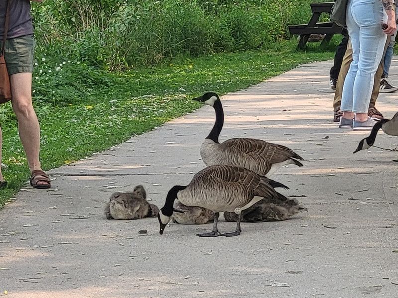 Geese. With babies.