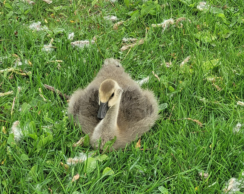 Cutey baby goose!