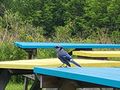 Not a great photo, but a blue jay on a blue table.