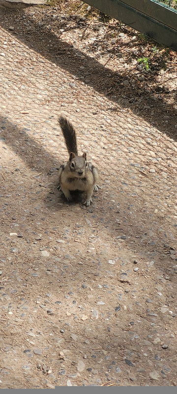 Cute little ground squirrel :-)