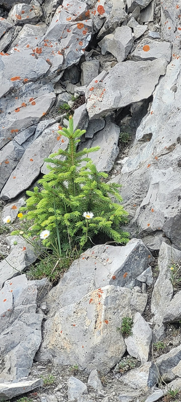 A cutey little fir tree!