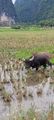 Water buffalo in a rice field. 