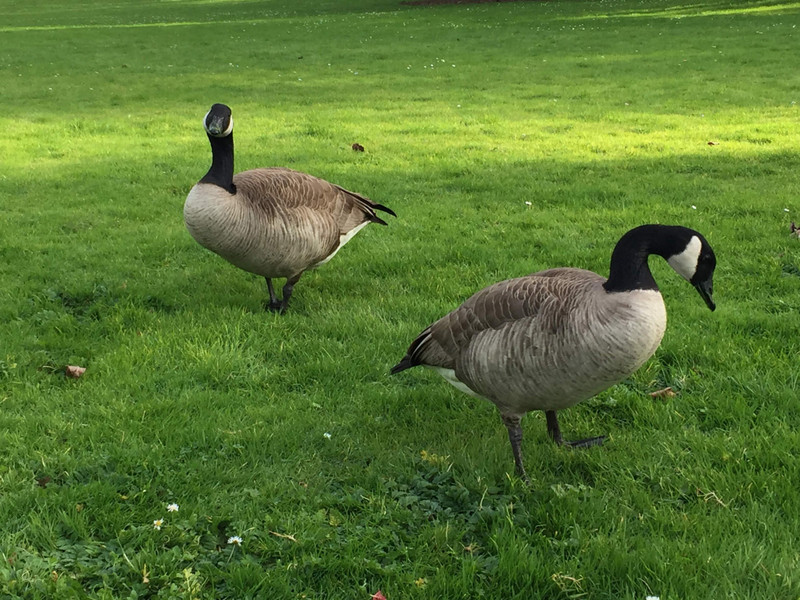 Canadain Geese at GG Park
