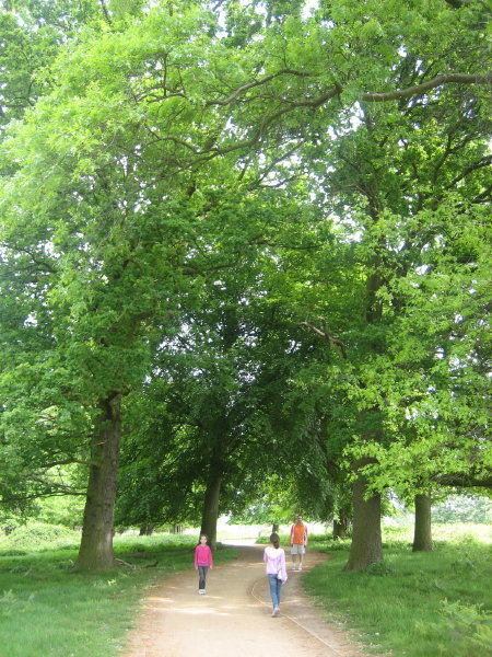Walking in Richmond Park
