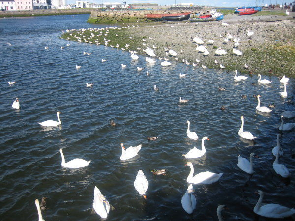 Swans in Galway bay