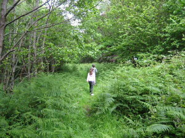 Walking in Killarney Nationl Park