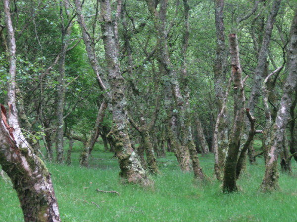 Forest beside Lower Lake,  Glendalough