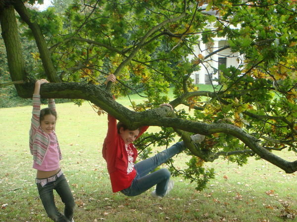 Tree climbing at Kew