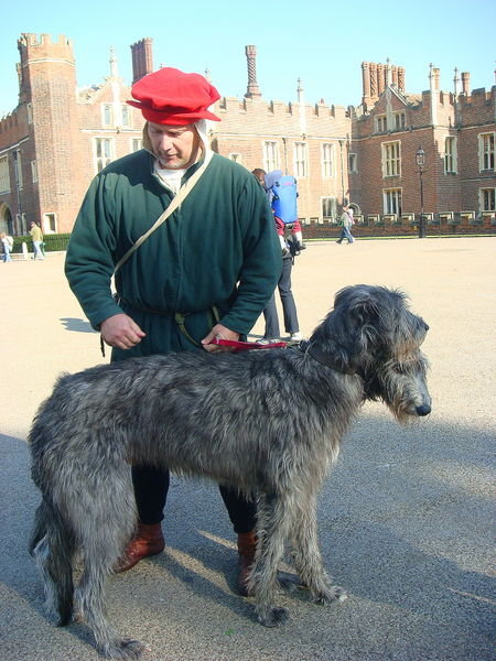 Tudor hunting dogs