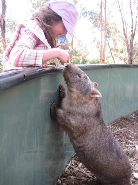 lauren with her wombat friend