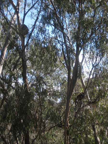 Can you spot the two Koala's?