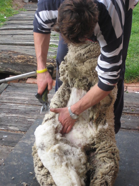 Shearer shearing sheep. Hill End